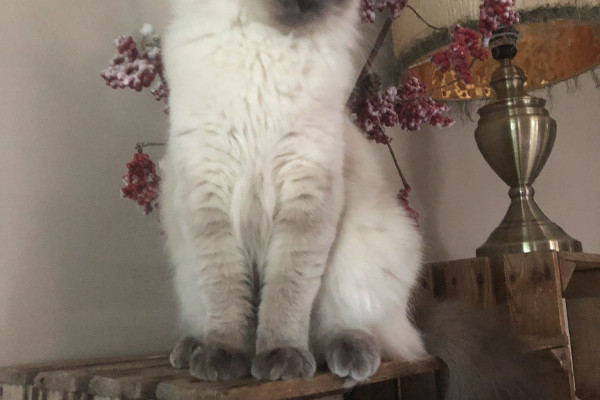 LEYIA - Cat-House Ragdoll Cattery