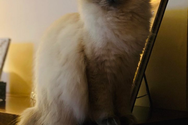 ICE BERRY - Cat-House Ragdoll Cattery